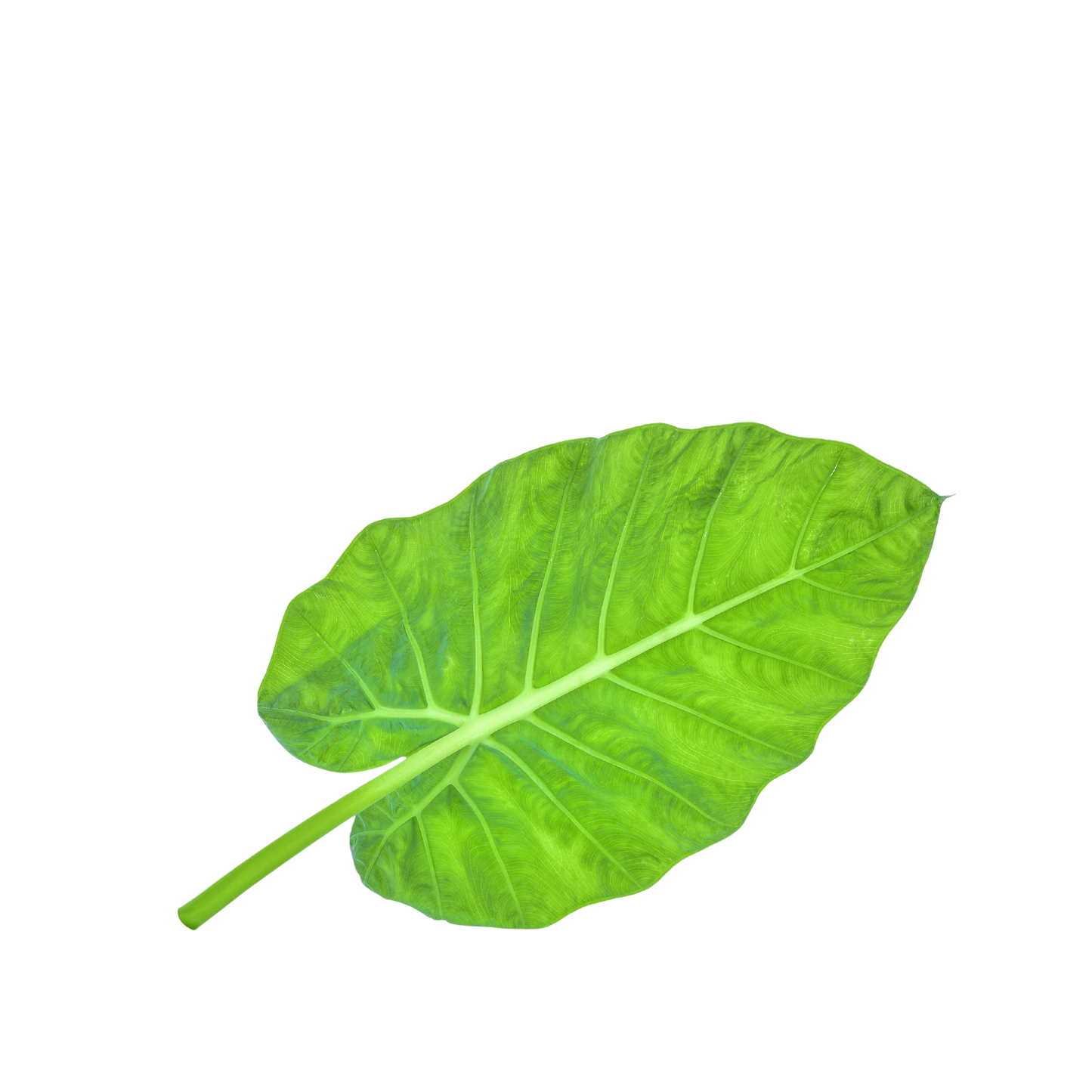 Taro Leaf (Bundle)